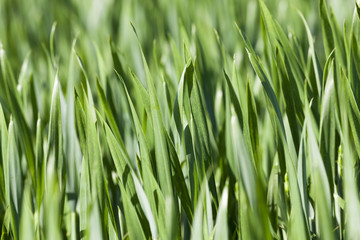 Fototapeta na wymiar Leaves of wheat. close-up 