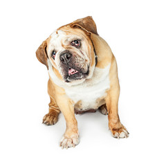 Old Blind English Bulldong Tilting Head