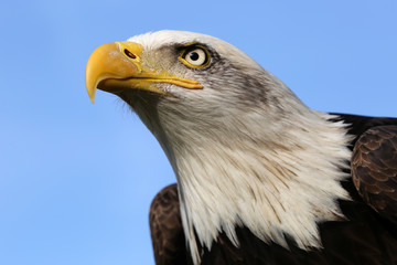 Naklejka premium Bald eagle