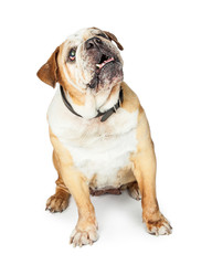 Obraz premium Old Bulldog Sitting Looking Up
