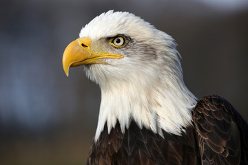 Bald eagle