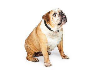 Obraz premium Senior Bulldog Breed Dog Sitting to Side