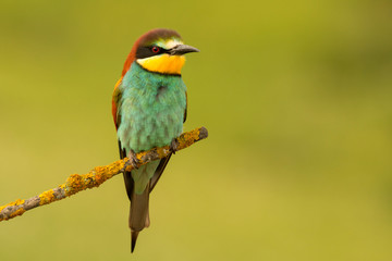 Small bird perched nice plumage
