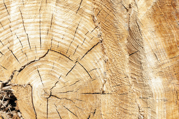 Naklejka premium tree harvesting, close-up 