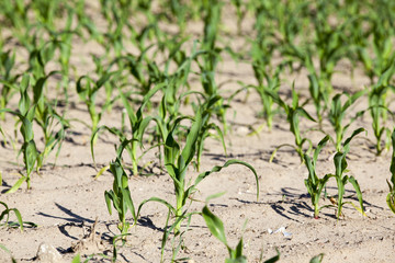 Field of green corn 