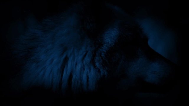 Wolf Alert In Forest At Night