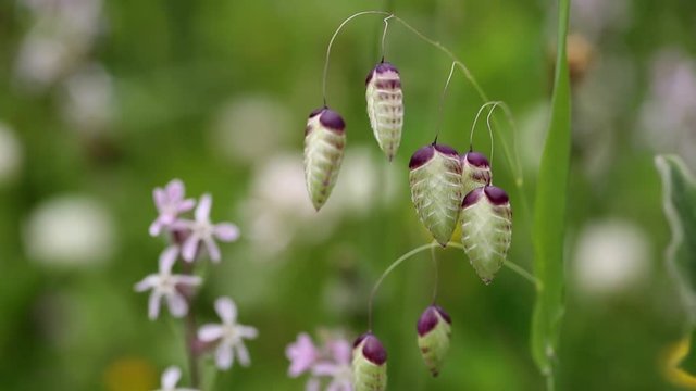 Quaking grass - Briza maxima wild flower on a green background
