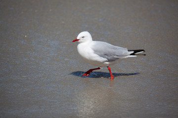 Red-billed Gull (Chroicocephalus scopulinus)