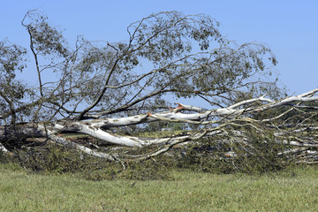 Felled tree in pasture area