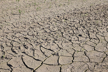 cracked earth in the field  
