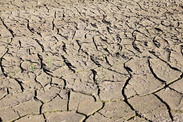 cracked earth in the field  