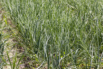 Fototapeta premium sprouts green onions 