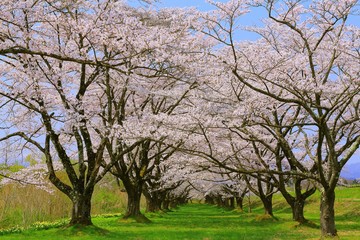 雫石園地の桜並木