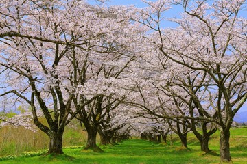 Fototapeta premium 雫石園地の桜並木