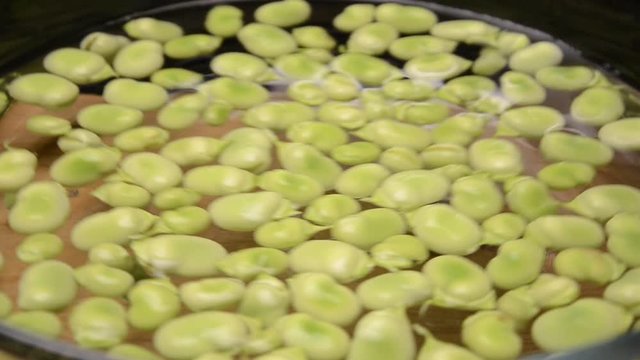 Vicia faba Broad bean ソラマメ Fava فول Ackerbohne Fave Haba Bob English mahunarka B&oacute;b Боб садовый 蚕豆 Tuinboon obecn&yacute; F&egrave;ves Bondb&ouml;na פול