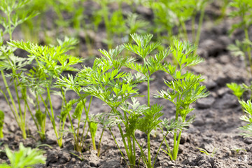 Field with carrot  