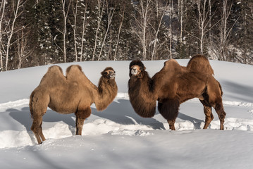 couple de chameau de Bactriane, se tenant debout face à face, dans la neige, forêt en arrière plan
