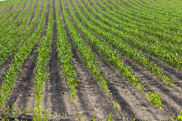 Field with corn 