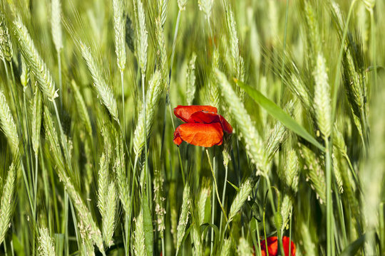Poppy in the field  