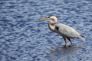 Great Blue Heron feeding in a marsh