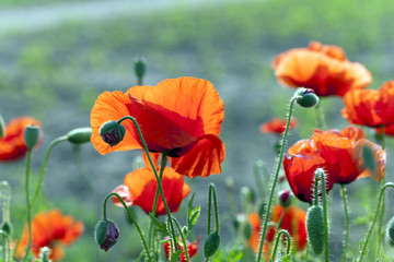 red poppies. summer  