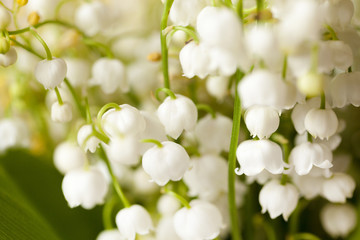 Flower lily of the valley  