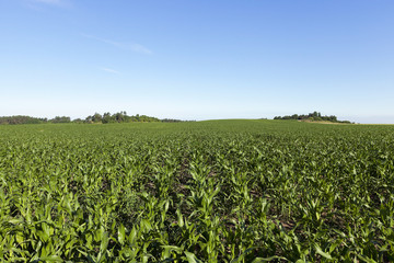Fototapeta na wymiar Field with corn 