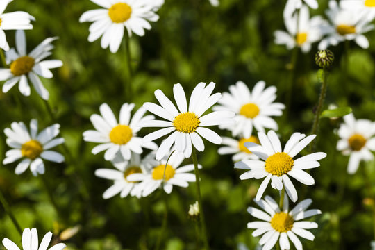 white daisy , bloom