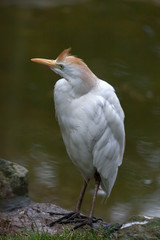 Cattle Egret (Bubulcus ibis)