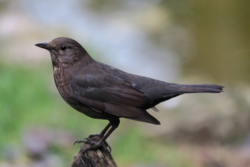 Obraz premium Female Blackbird (Turdus merula)