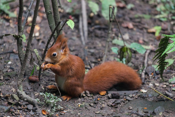 Eurasian red squirrel (Sciurus vulgaris)