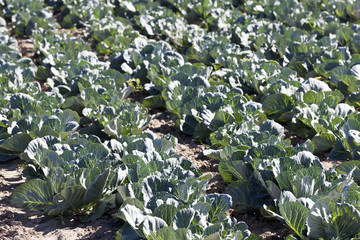 green cabbage in a field  