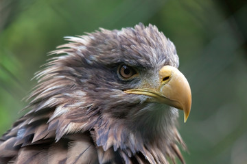 White-tailed Sea Eagle (Haliaeetus albicilla)