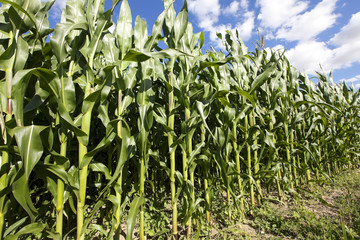corn field, agriculture 