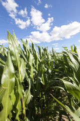Corn field, summer time  