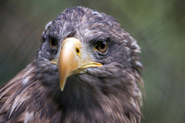 White-tailed Sea Eagle (Haliaeetus albicilla)