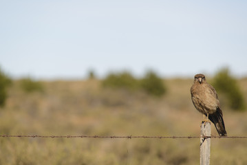 Carrion Bird of Patagonia