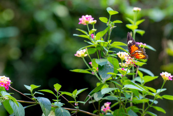 Naklejka na ściany i meble Plain Lacewing butterfly in a garden