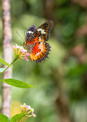 Plain Lacewing butterfly in a garden