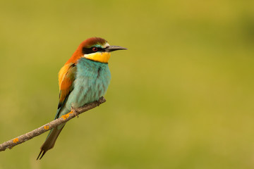 Small bird perched nice plumage