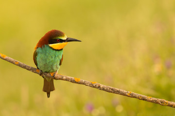 Small bird perched nice plumage