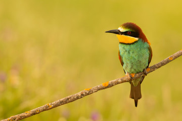 Small bird perched nice plumage