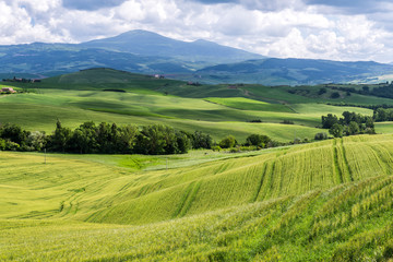 Obraz premium Farmland in Val d'Orcia Tuscany