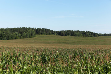 Fototapeta na wymiar Corn field, summer 