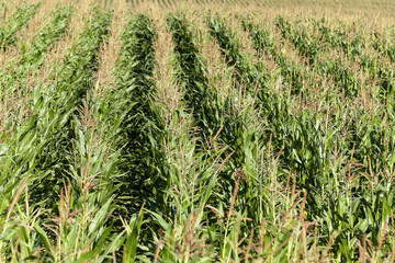 Corn field, summer time 