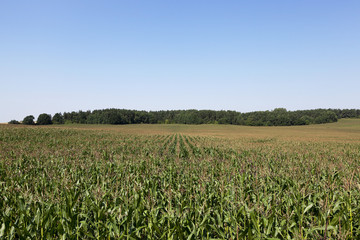 Field with corn  