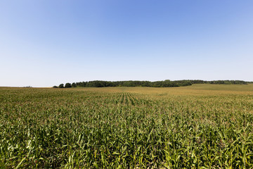 Fototapeta na wymiar field with green corn 