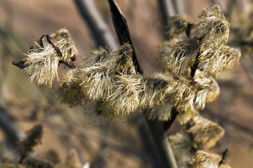 blooming willow , springtime