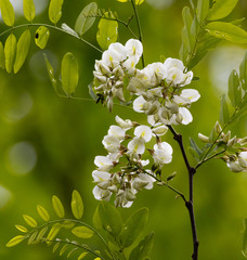 Black Locust Flowers