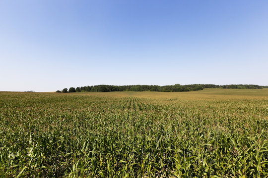 field with green corn  